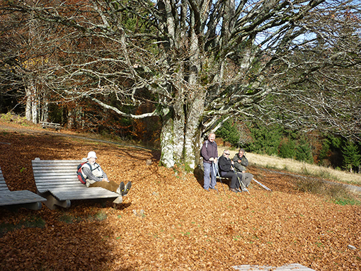 Himmelsliegen und Weidbuche