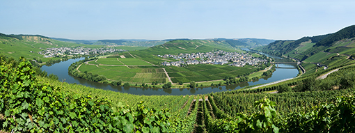 Blick auf die Moselschleife, Trittenheim und Leiwen.